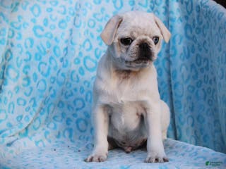 Pug dogs Shannon - Ad 31