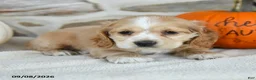 English Cocker Spaniel dogs for sale: Rainbow - Ad 3