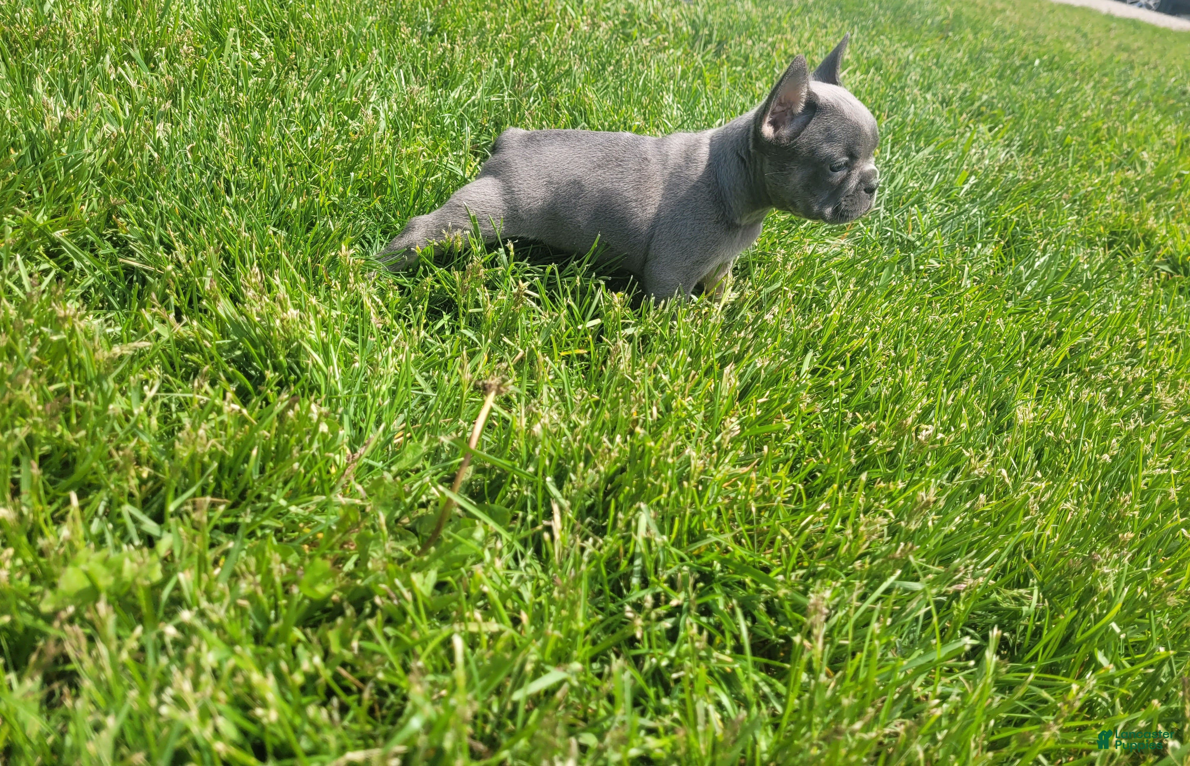French Bulldog dogs  Belle, Puppy 5 - Ad 2