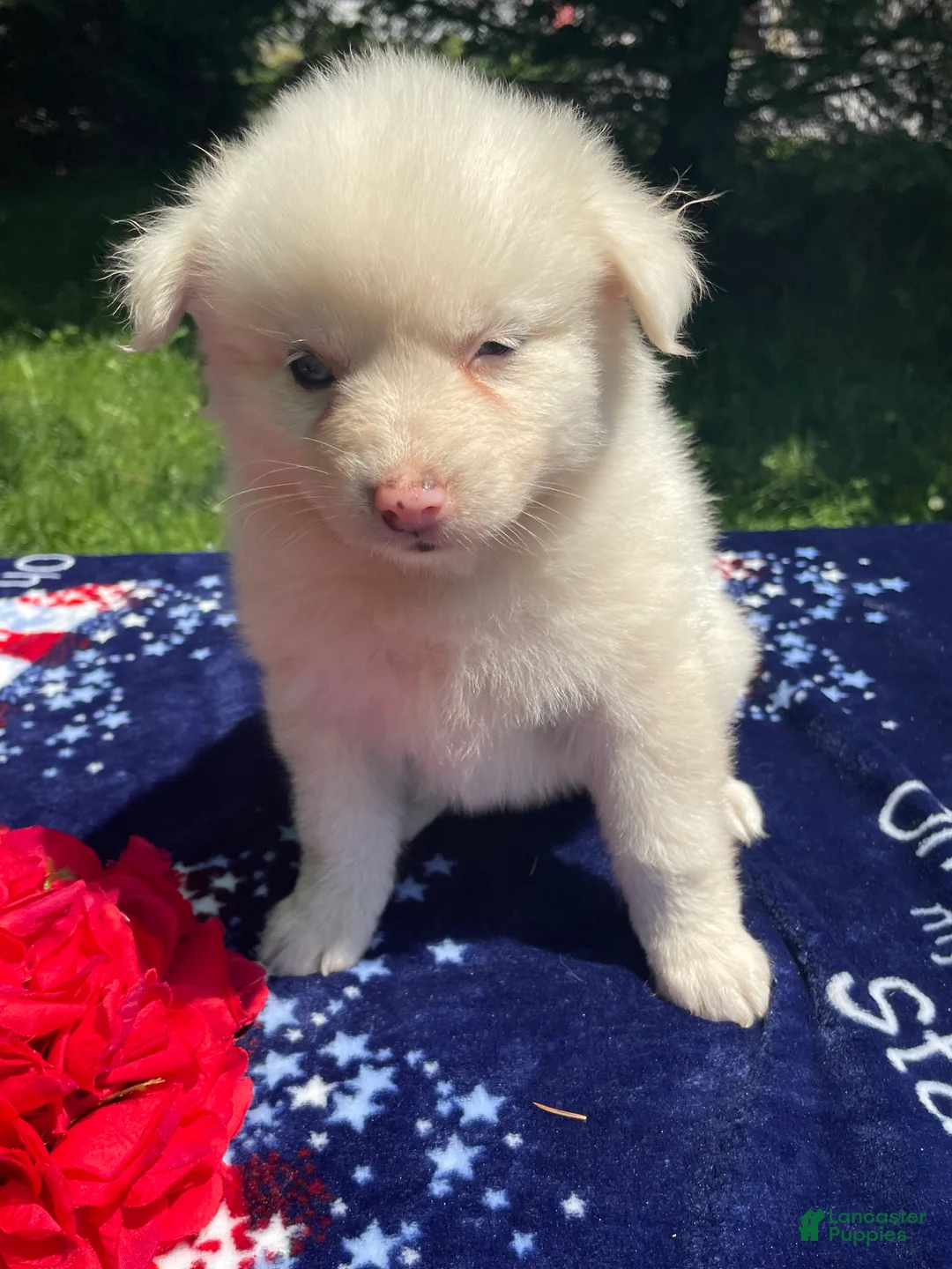 Pomsky dogs for sale: Mango - Ad 2