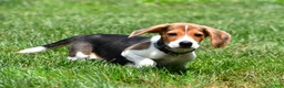 Beagle dogs for sale: Sammy - Ad 6