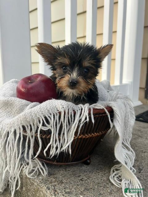 Yorkshire Terrier dogs for sale: Mark - Ad 1