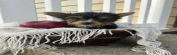 Yorkshire Terrier dogs for sale: Mark - Ad 1