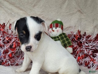 Jack Russell Terrier dogs "FIRE" of Westfork - Ad 8