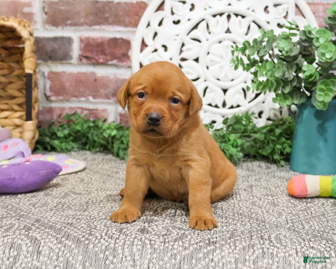 Labrador Retriever dogs for sale: Scarlet  - Ad 13