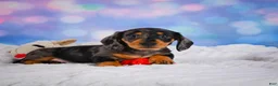 Miniature Dachshund dogs for sale: Rolex - Ad 5