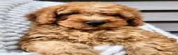 Mini Goldendoodle dogs for sale: BLAZE - Mini Goldendoodle Fluffy Puppy - Ad 17