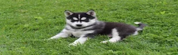 Siberian Husky dogs for sale: Bandit - Ad 6