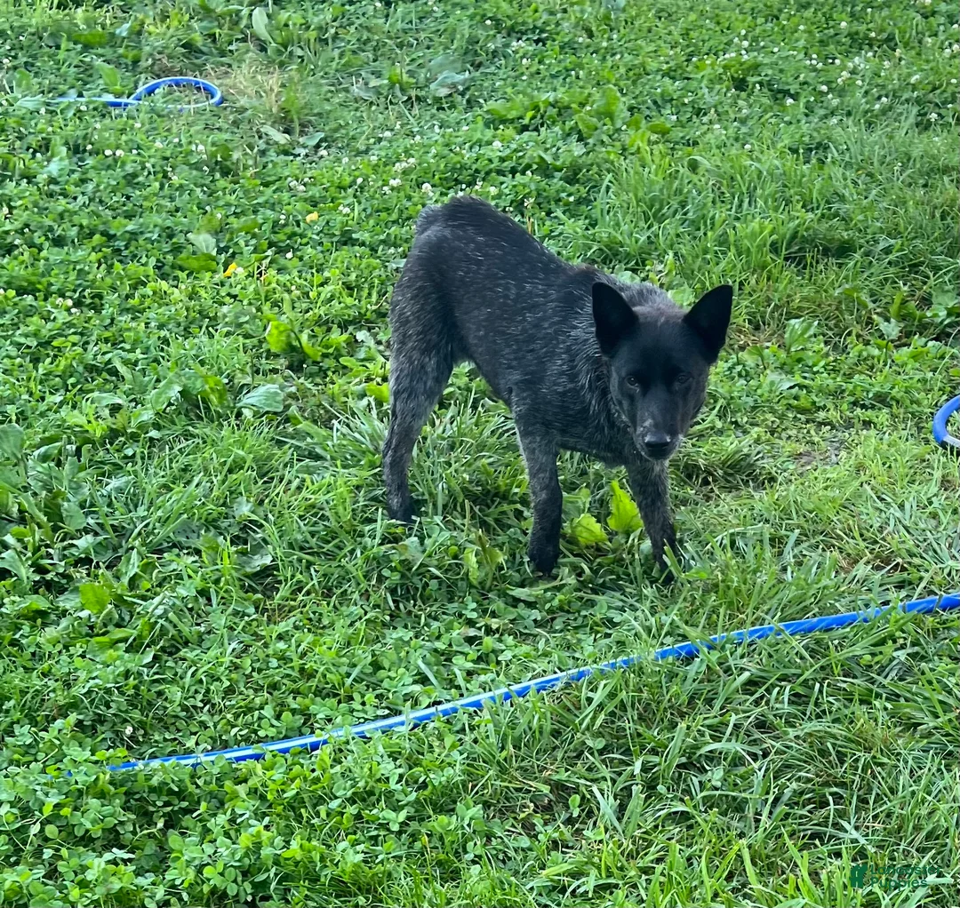 Australian Cattle Dog dogs for sale: BINDI    - Ad 2