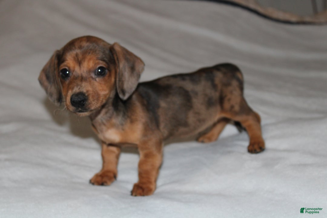 Miniature Dachshund dogs for sale: Frank Mini  - Ad 6