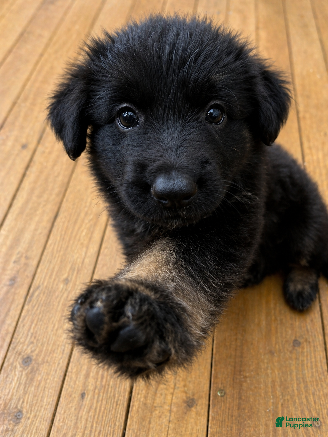 German Shepherd dogs German Shepherd Puppy 9 - Ad 18