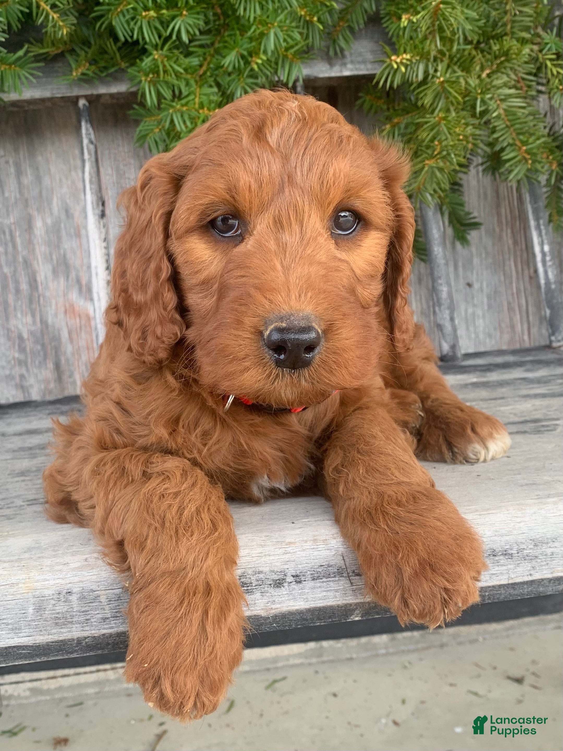 Irish Doodle dogs Scarlett - Ad 2