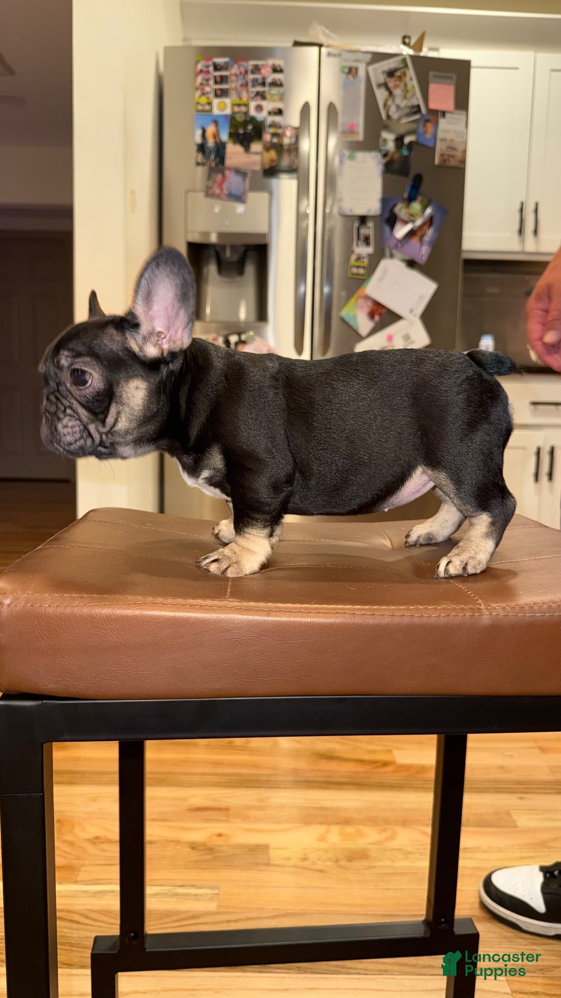French Bulldog dogs for sale: Topaz - Ad 1