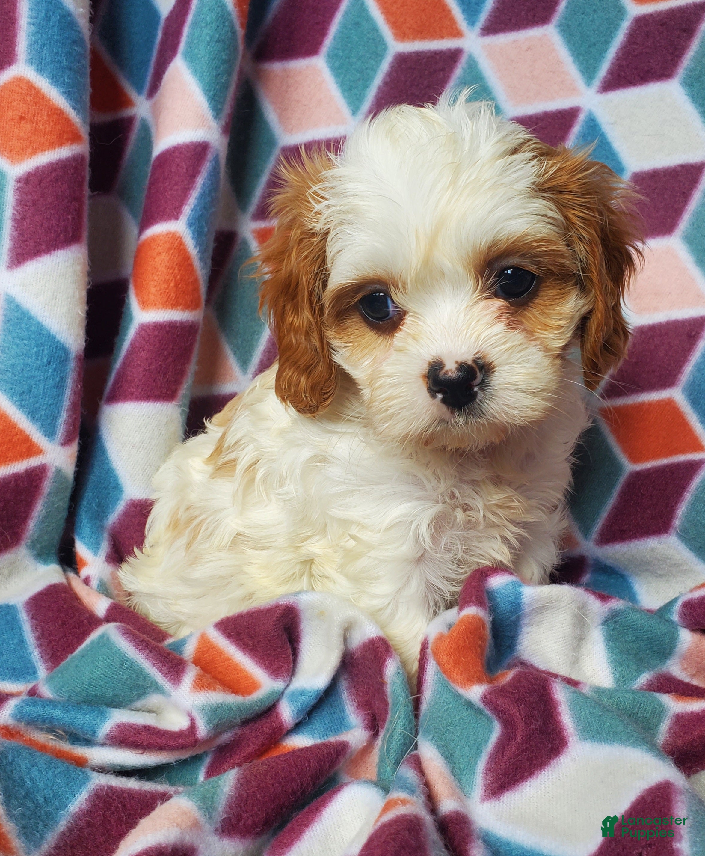 Cavachon dogs Ava - Ad 1
