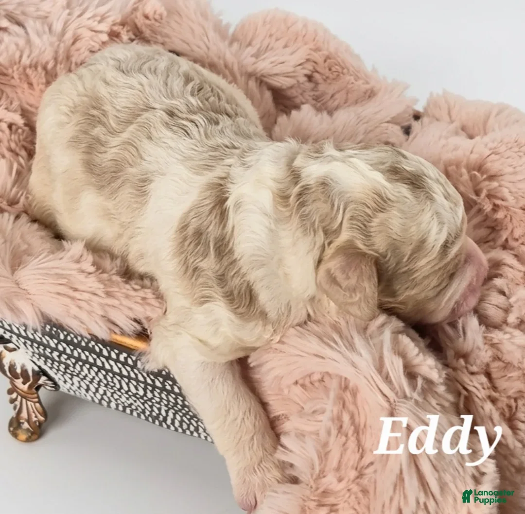 Mixed Breed dogs for sale: Eddy - Ad 2