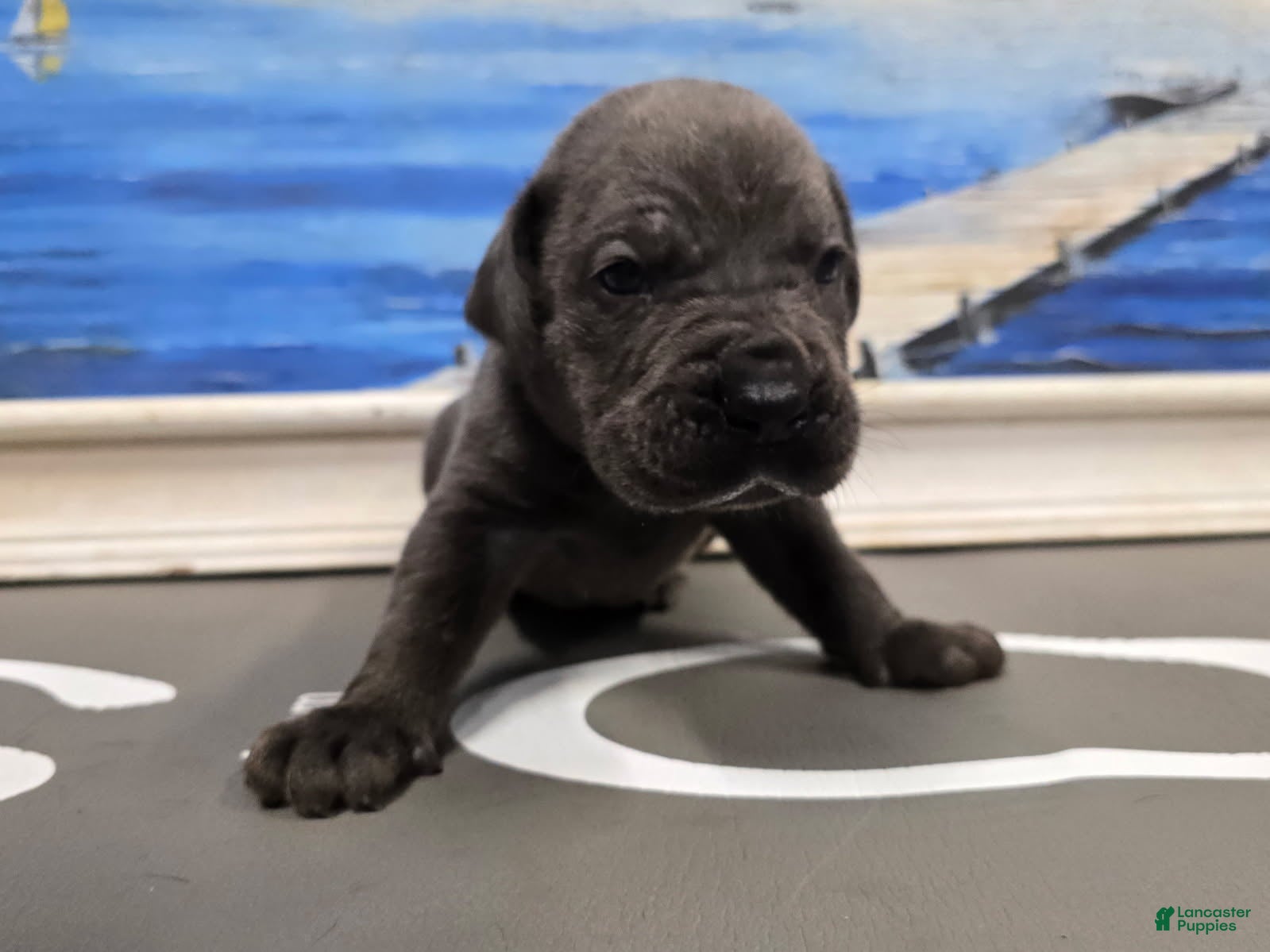 Cane Corso dogs Storm  - Ad 2