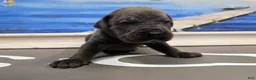 Cane Corso dogs for sale: Storm  - Ad 2