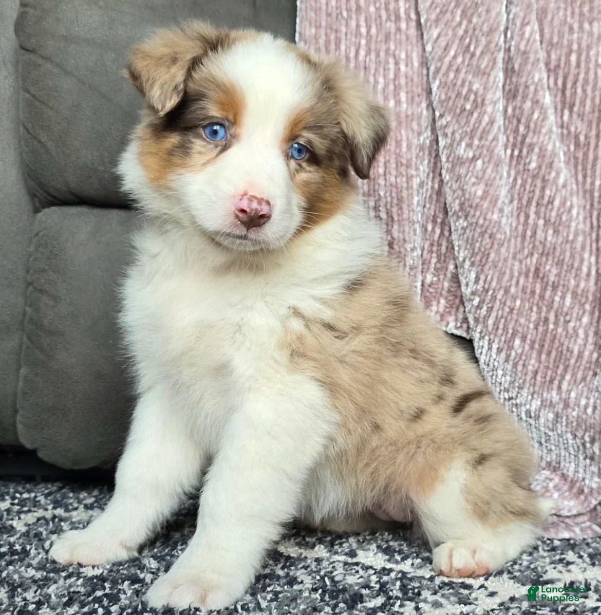 Australian Shepherd dogs August  - Ad 1