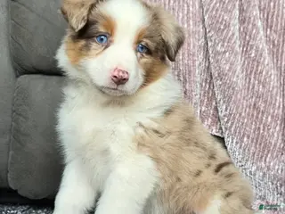 Australian Shepherd dogs August - Ad 1