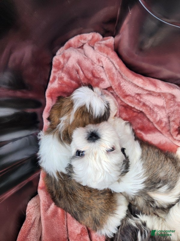 Shih Tzu dogs Shih Tzu Puppy 1 - Ad 9