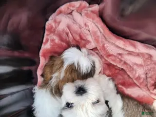 Shih Tzu dogs Shih Tzu Puppy 1 - Ad 9