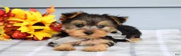 Yorkshire Terrier dogs for sale: Cora - Ad 1