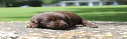Labrador Retriever dogs for sale: Brook - Ad 5