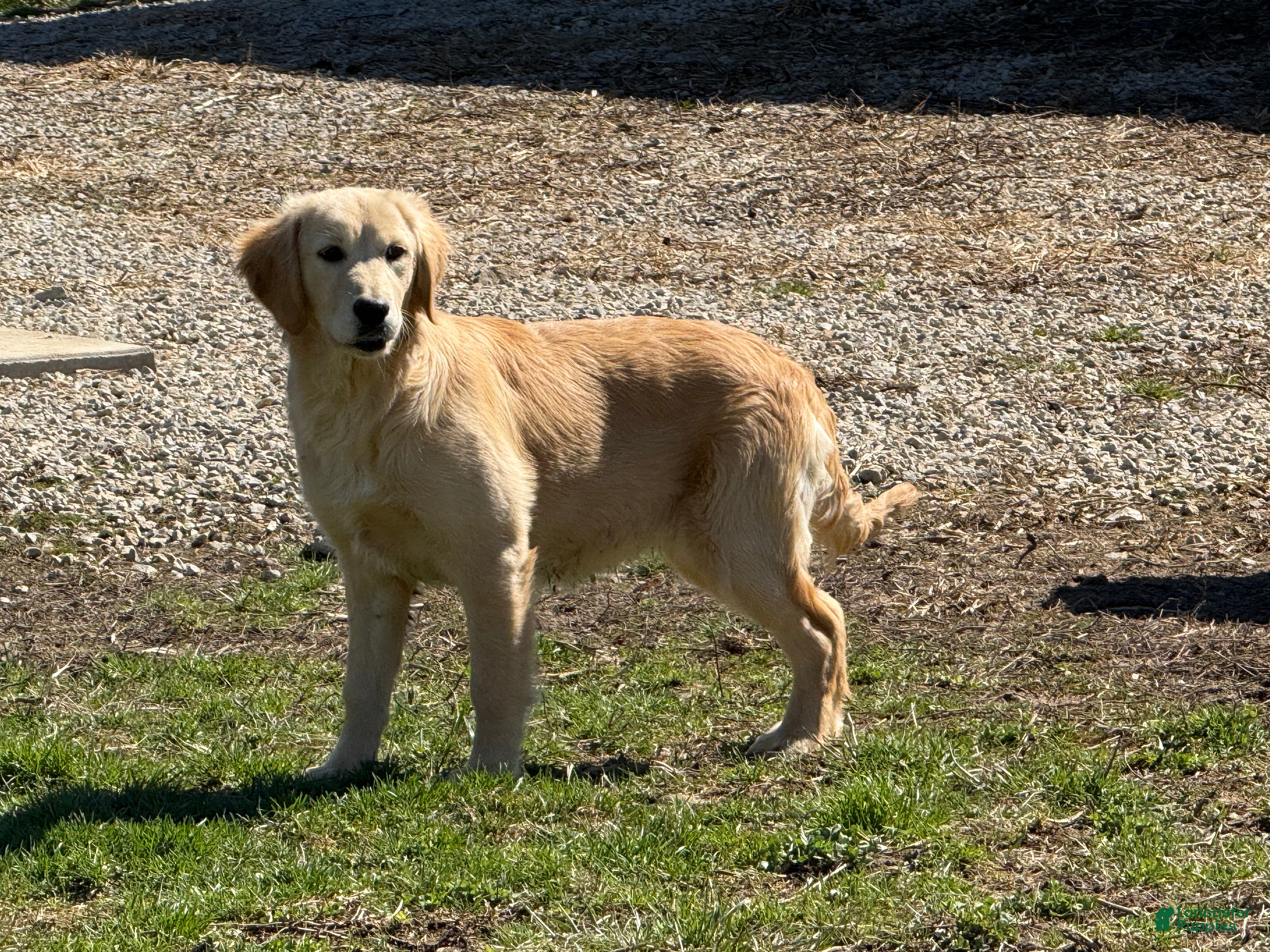 Golden Retriever dogs Janelle  - Ad 2