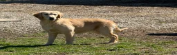 Golden Retriever dogs for sale: Janelle  - Ad 2