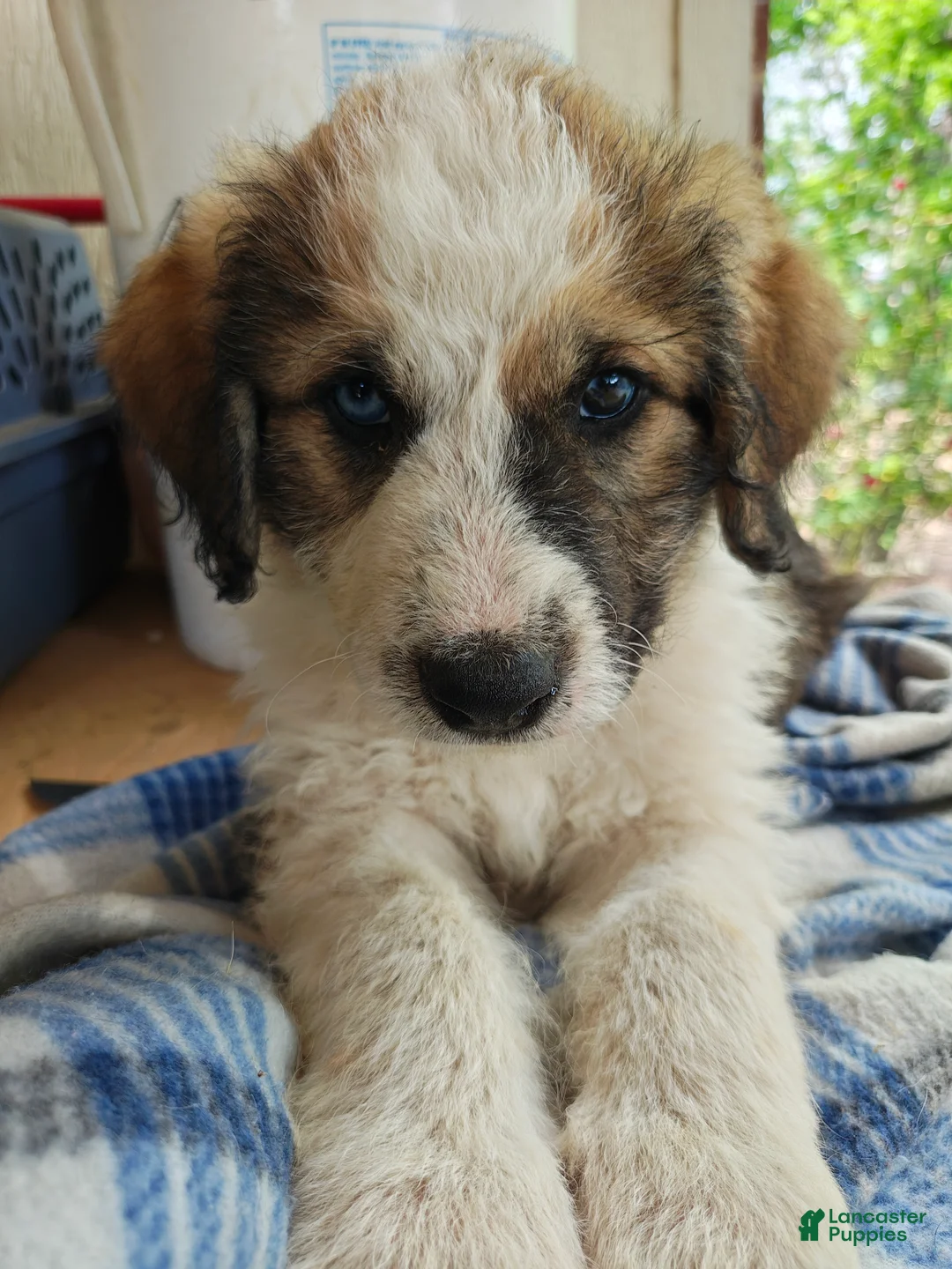 Mixed Breed dogs for sale: Milo - Ad 1