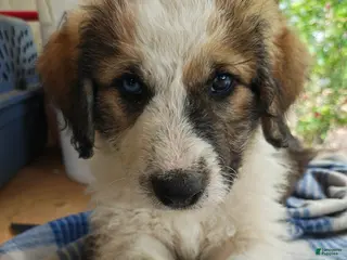 Mixed Breed dogs Milo - Ad 8