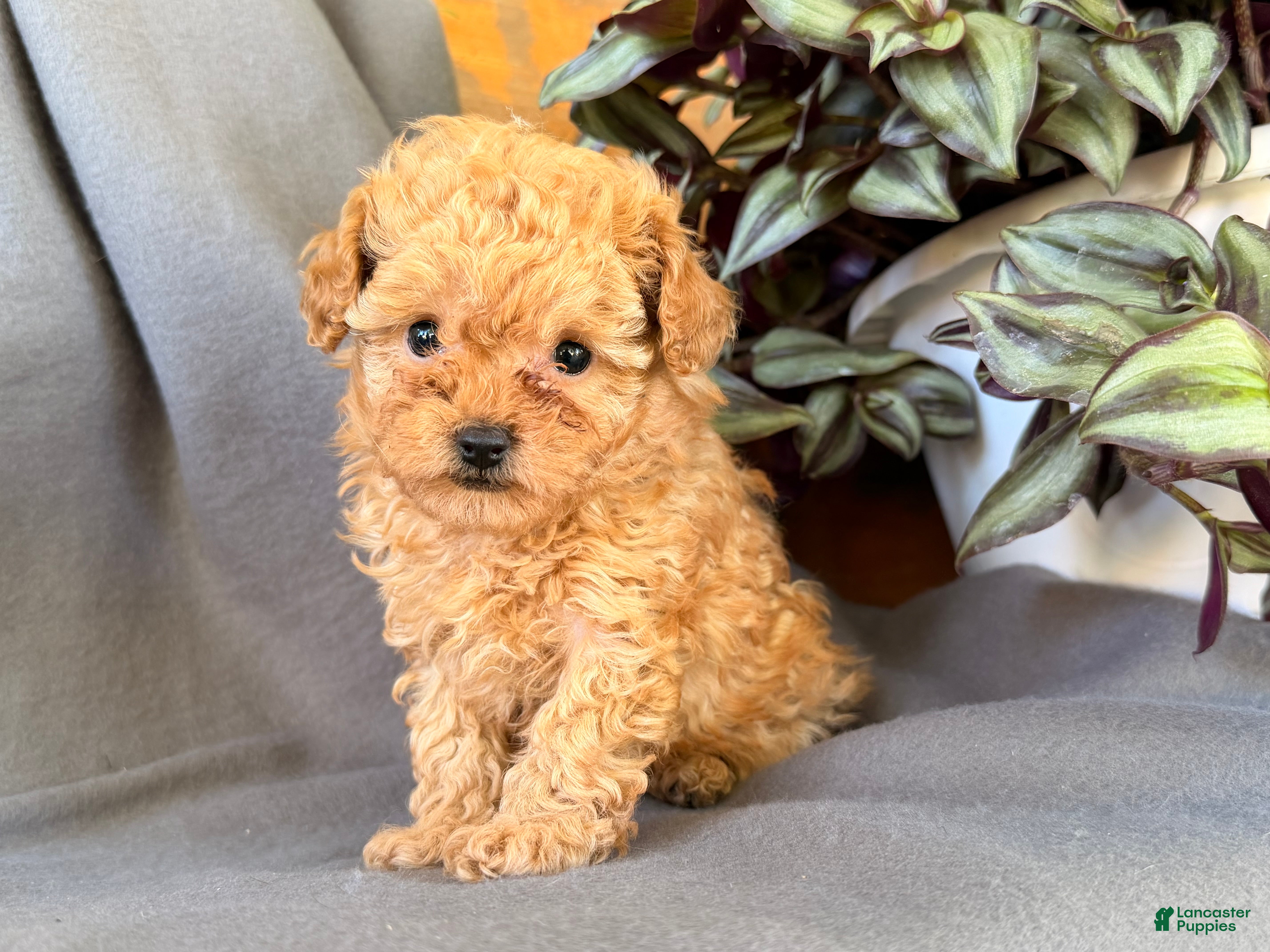 Toy Poodle dogs Iris  - Ad 1