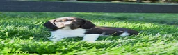 English Springer Spaniel dogs for sale: Gladius - Ad 4