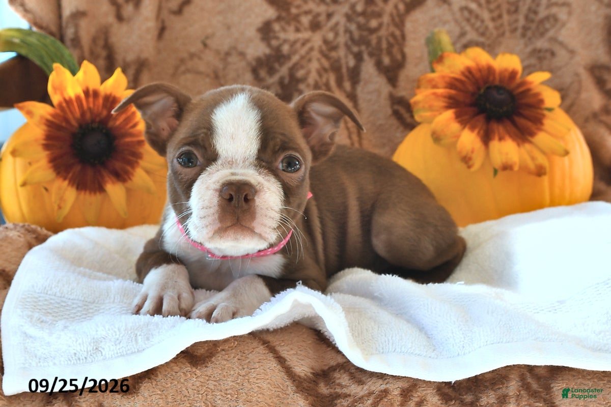 Boston Terrier