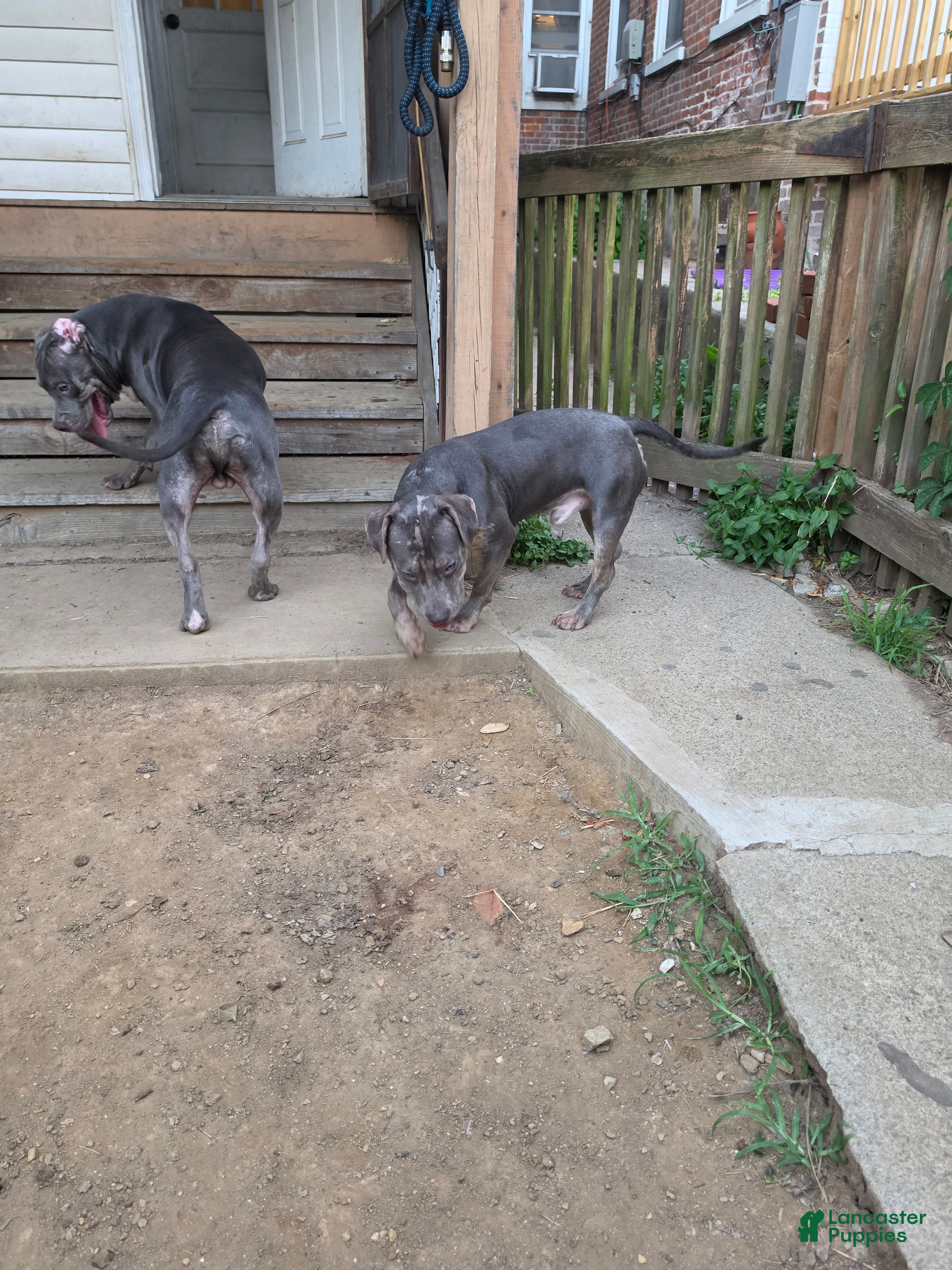 American Bully dogs Ghost - Ad 2