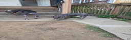 American Bully dogs for sale: Ghost - Ad 2