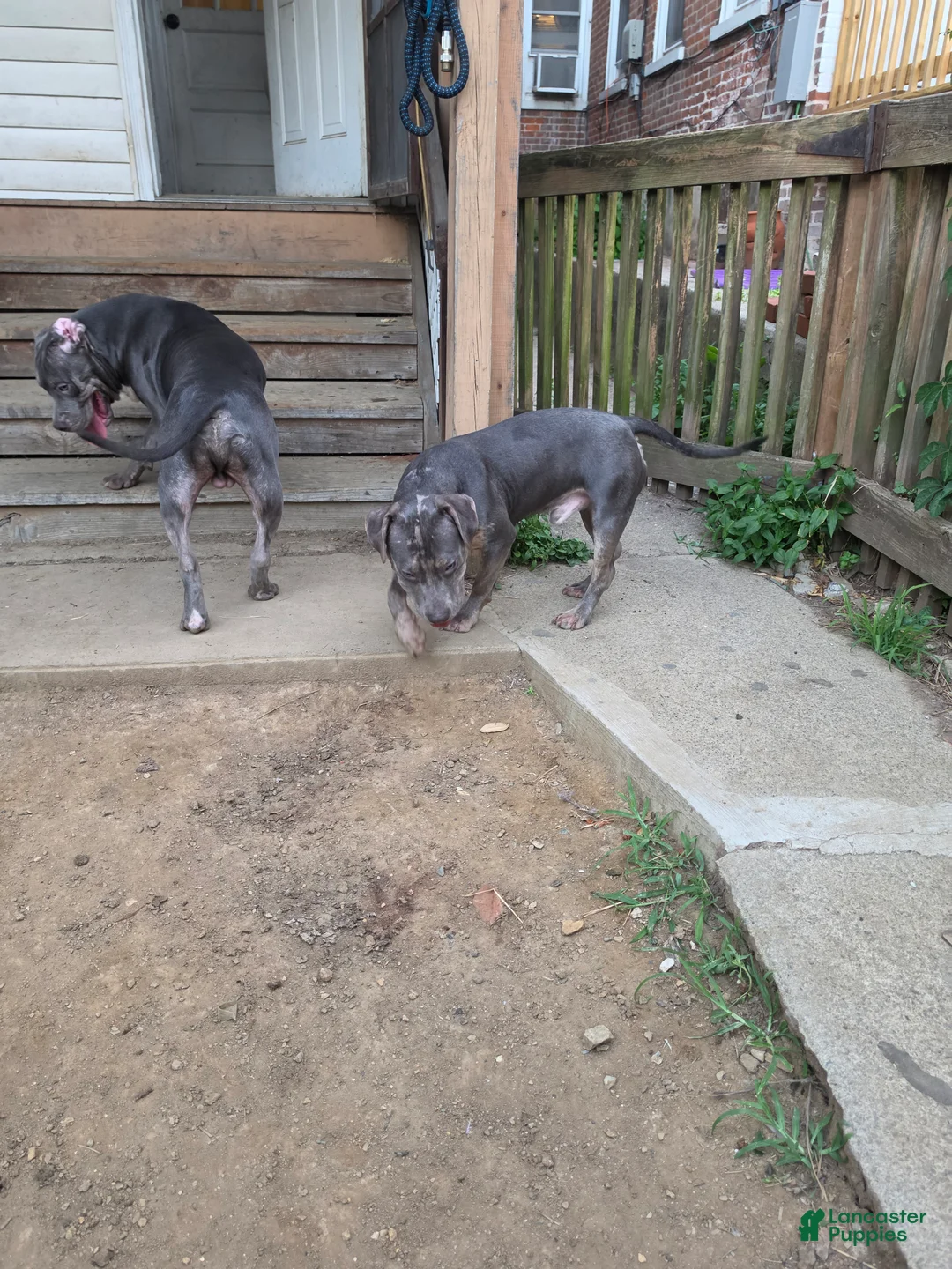 American Bully dogs for sale: Ghost - Ad 2