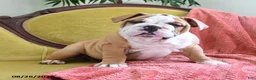 English Bulldog dogs for sale: Yvett - Ad 3