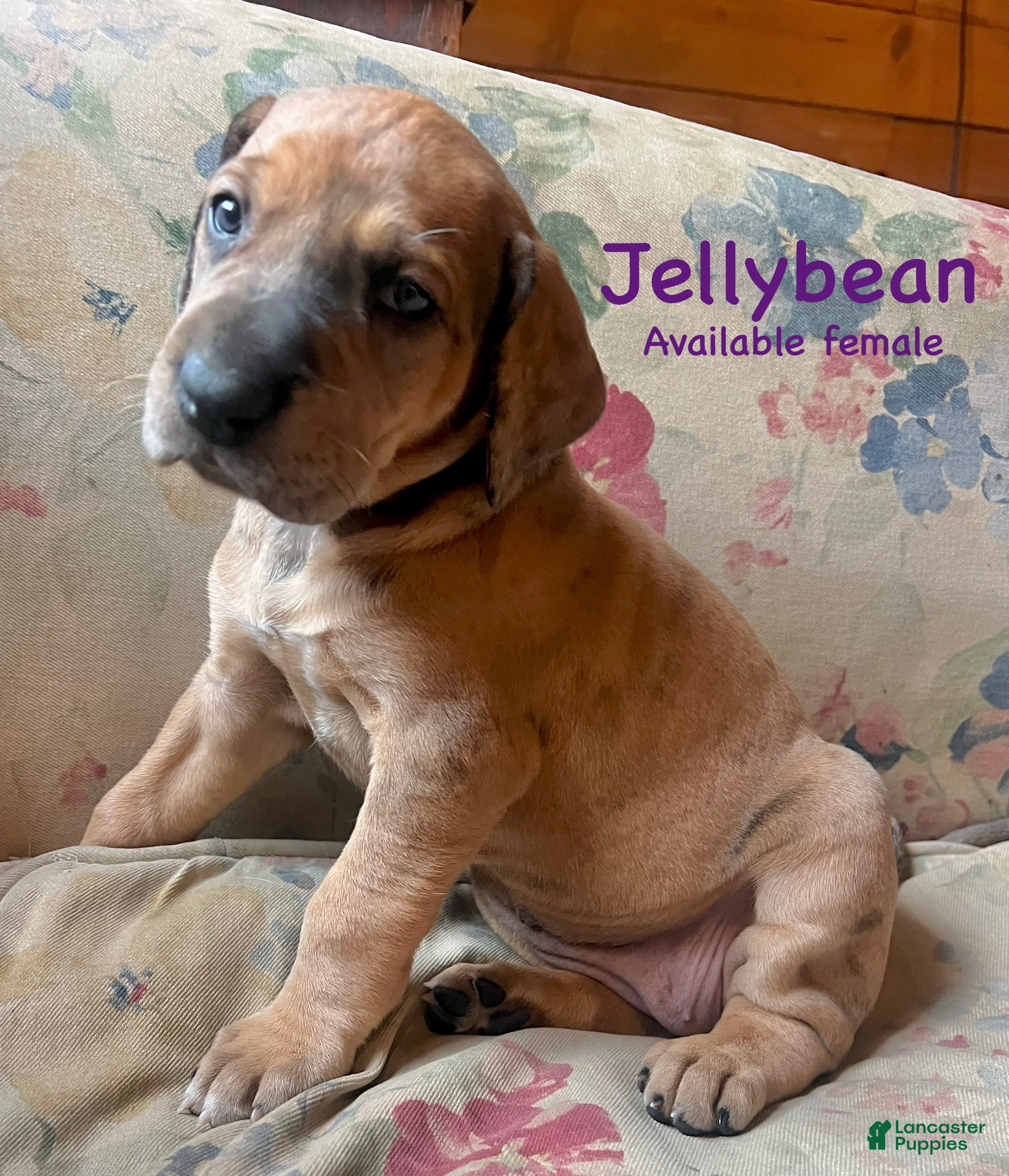 Great Dane dogs Jellybean - Ad 24