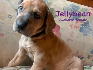 Great Dane dogs Jellybean - Ad 24