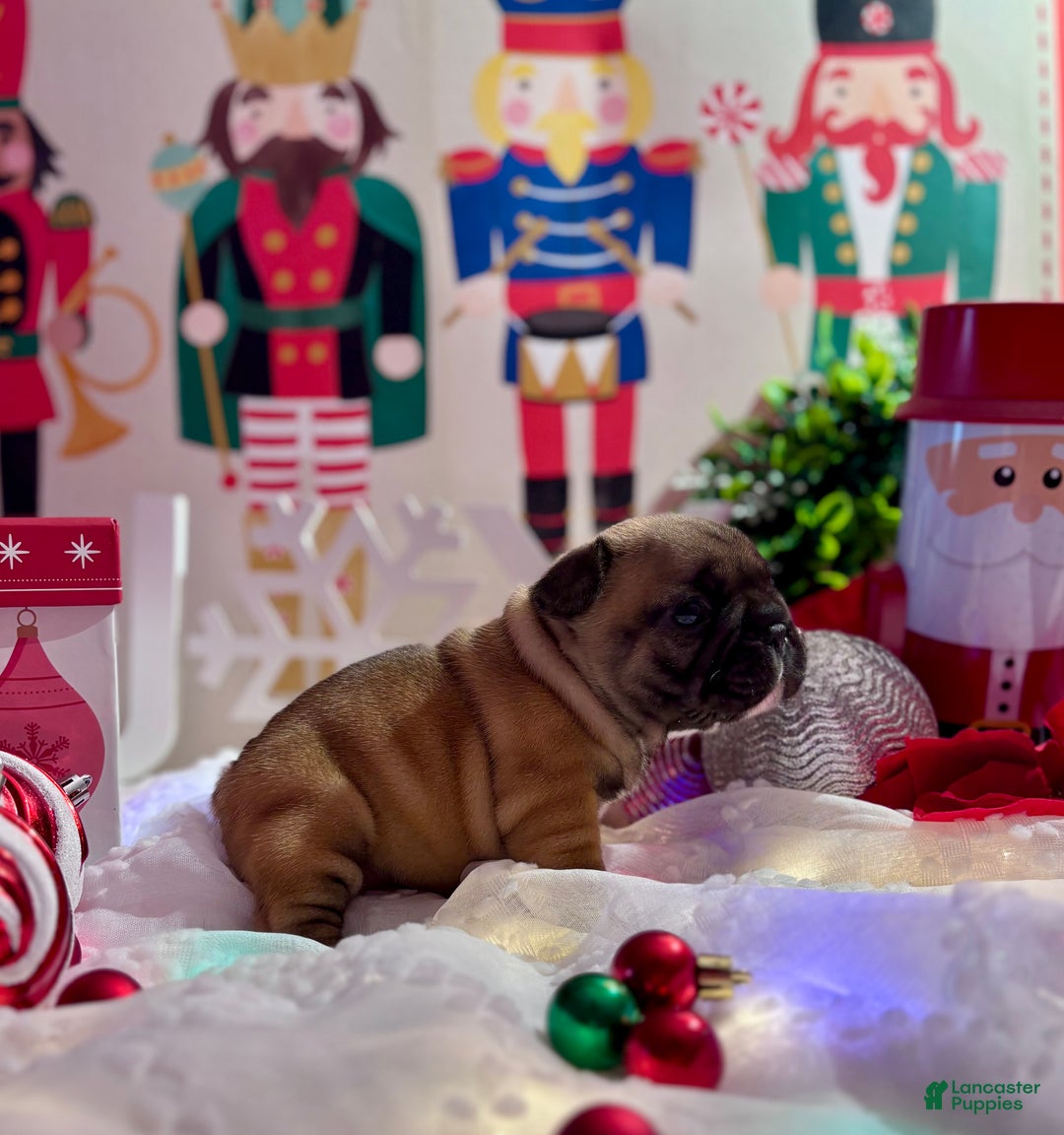 French Bulldog dogs for sale: French Bulldog Puppy 2 - Ad 6