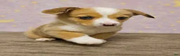 American Corgi dogs for sale: American Corgi Puppy 1 - Ad 3