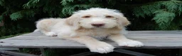 Labradoodle dogs for sale: Dallas - Ad 2