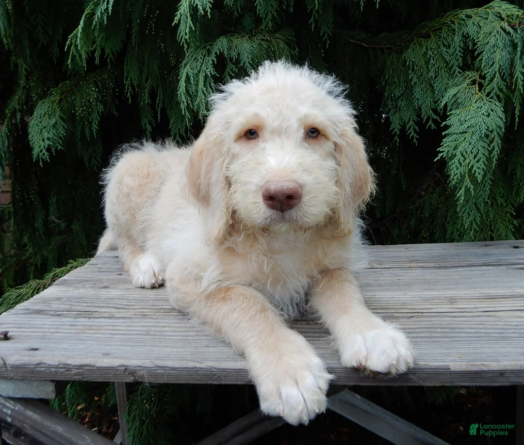 Labradoodle dogs for sale: Dallas - Ad 2