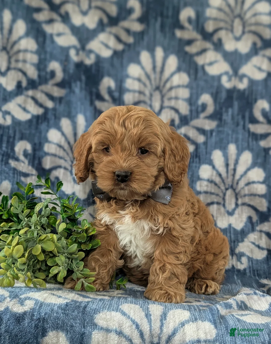 Cockapoo dogs for sale: Logen - Ad 1