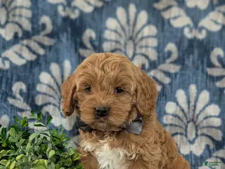 Cockapoo dogs for sale: Logen - Ad 4