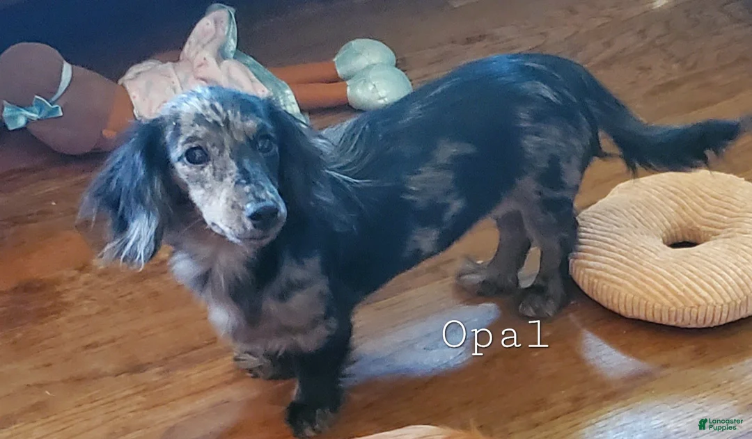 Miniature Dachshund dogs for sale: Whip - Ad 4