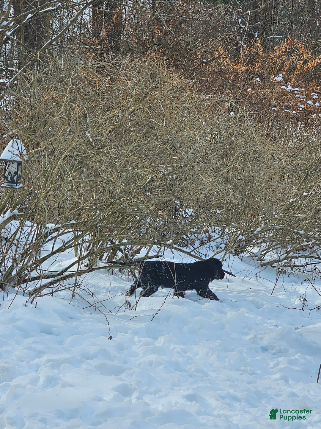 Newfoundland dogs for sale: Ella - Ad 8