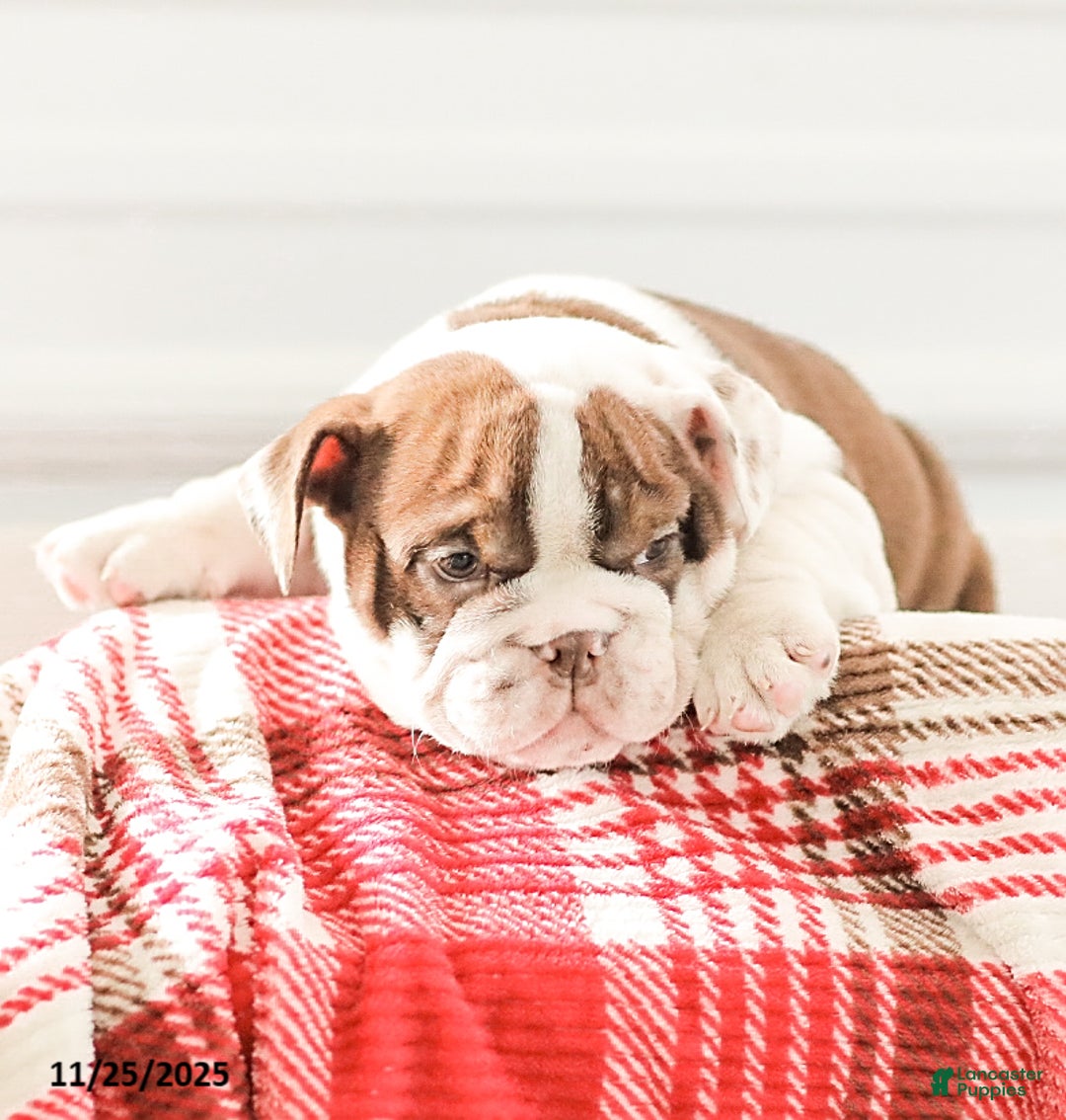 English Bulldog dogs for sale: Reba - Ad 3