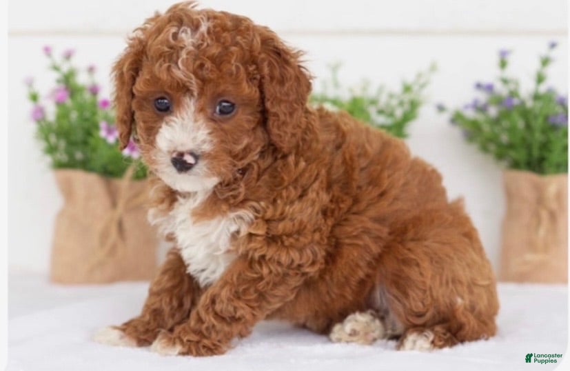 Goldendoodle dogs Goldendoodle 1 - Ad 1